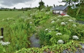 image of giant hogweed on river eden