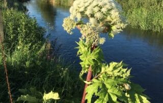 image of giant hogweed on river eden