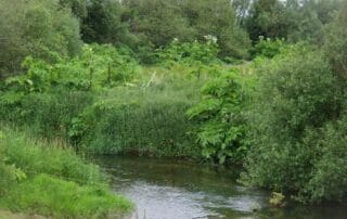 image of giant hogweed on riverbank