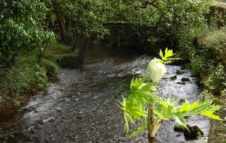 image of giant hogweed
