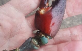 image of north american signal crayfish claw