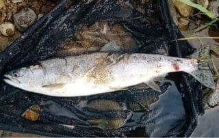 image of pink salmon