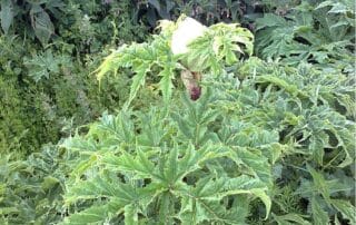 image of giant hogweed