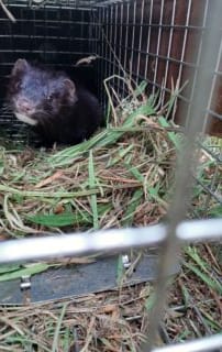 image of mink in cage