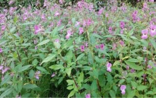 image of himalayan balsam