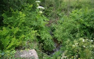 image of giant hogweed