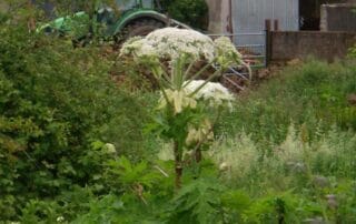 image of giant hogweed near farm